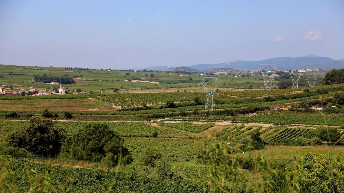Paisatge de vinyes al Penedès