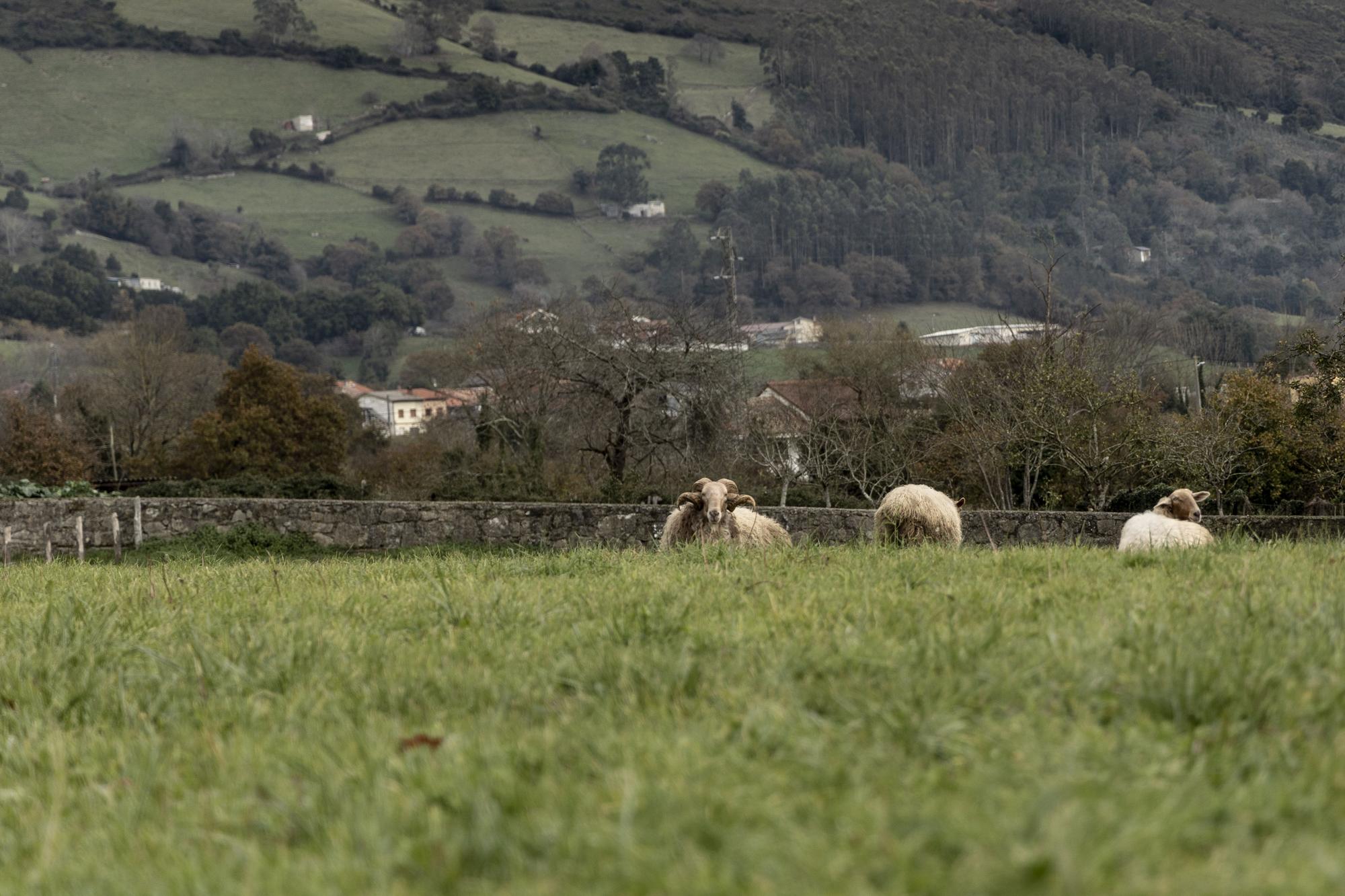 Asturianos en Sariego, un recorrido por el municipio