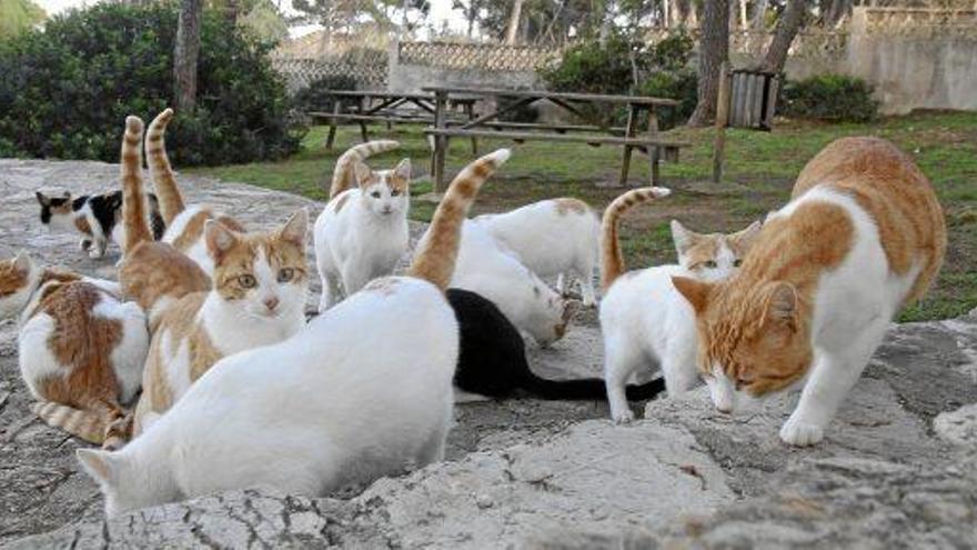 Straßenkatzen auf Mallorca