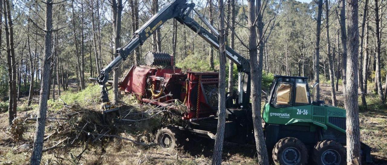 Trabajos forestales en un monte de Salcedo.