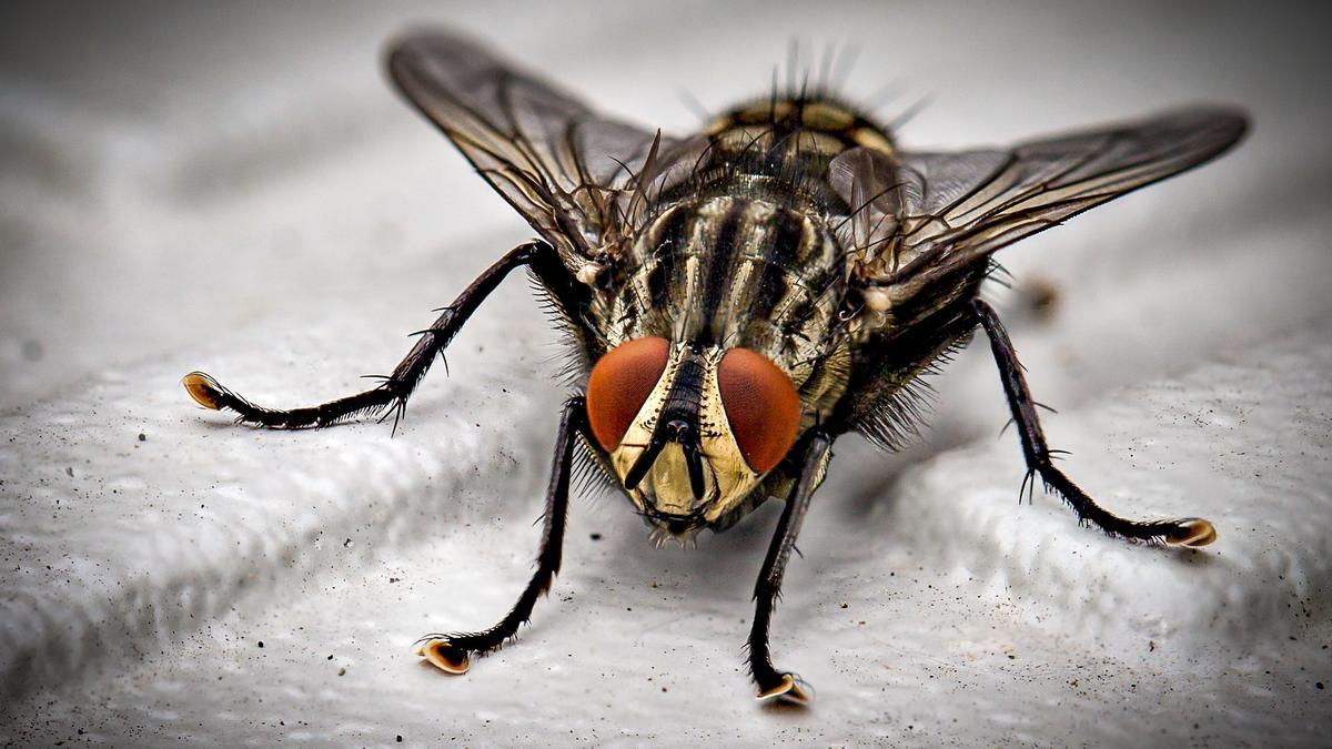 Cómo evitar que entren tantas moscas en casa.