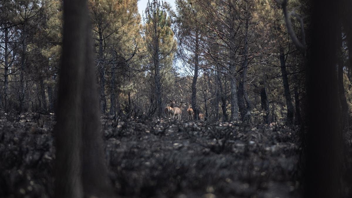 Varios ciervos en una zona arrasada por el incendio entre Ferreras de Arriba y Villardeciervos.