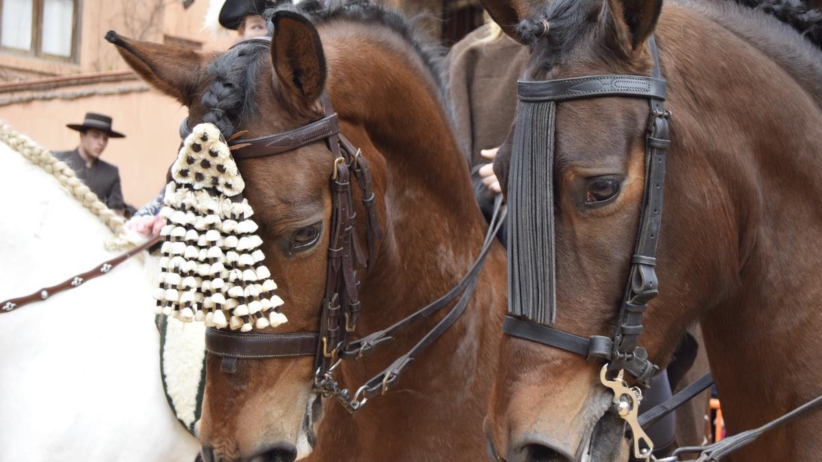 Burjassot bendecirá a los animales el 20 de febrero.