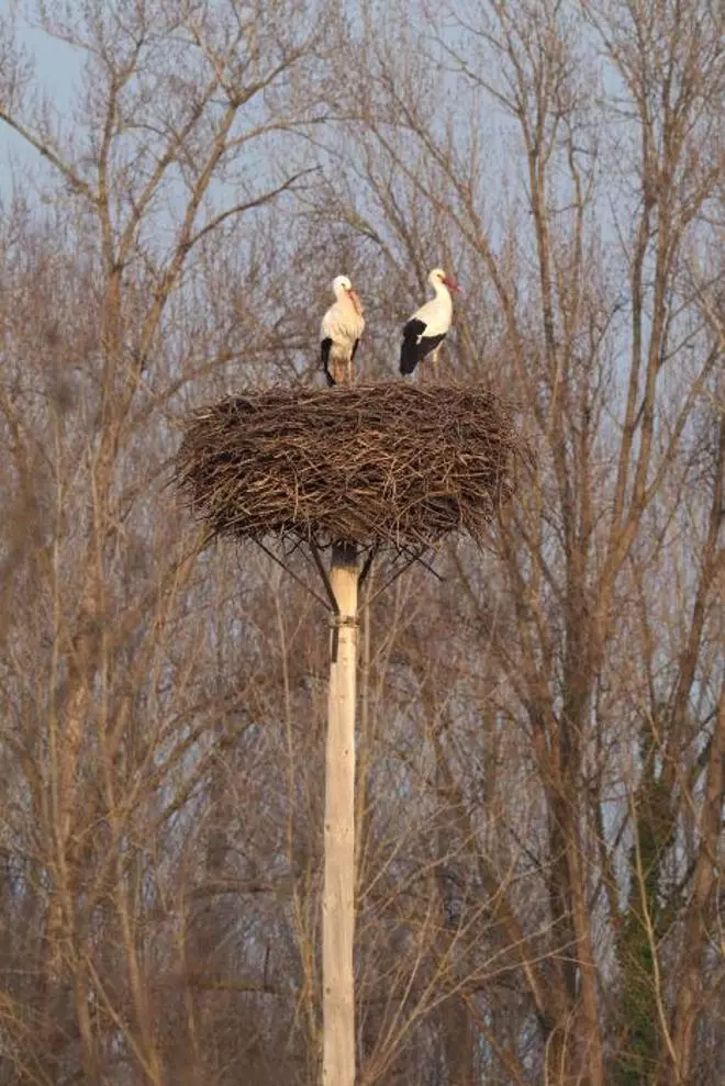 Les cigonyes tornen a l'Estany de Banyoles
