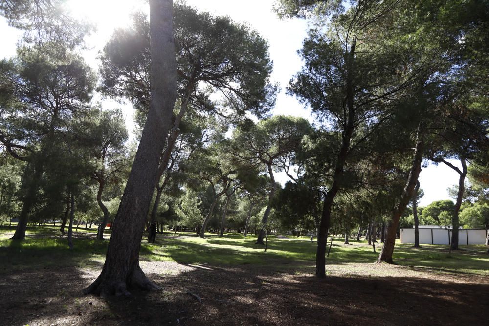 Aparición de setas venenosas en el Pinar de Castelló