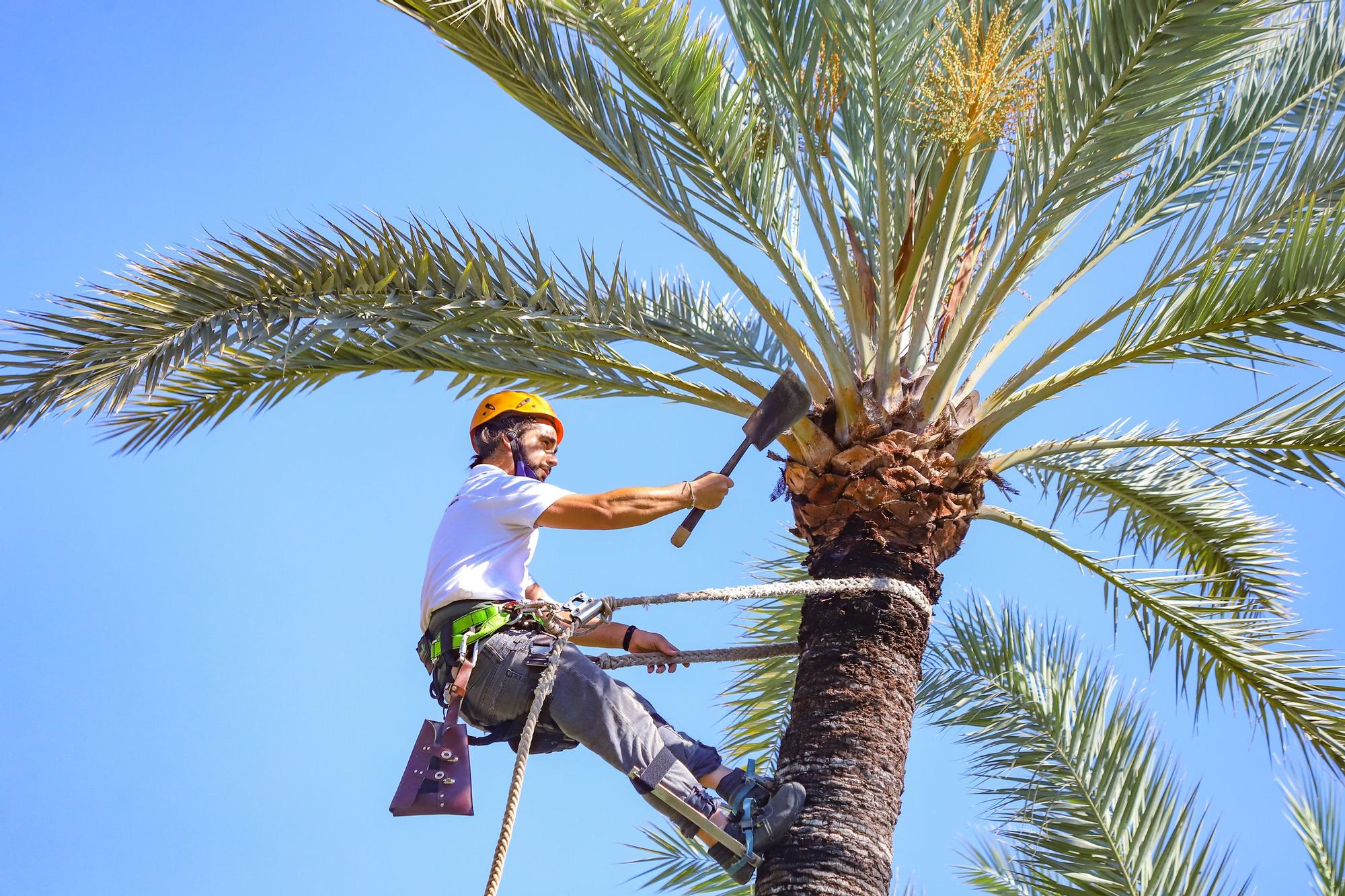 Orihuela celebra el Día del Medio Ambiente con talleres, rutas y un mercado de artesanía en su espacio más emblemático