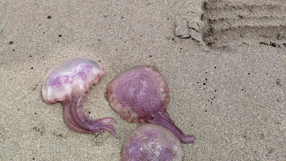 Medusas arrastradas a la orilla de una playa de la Marina Alta