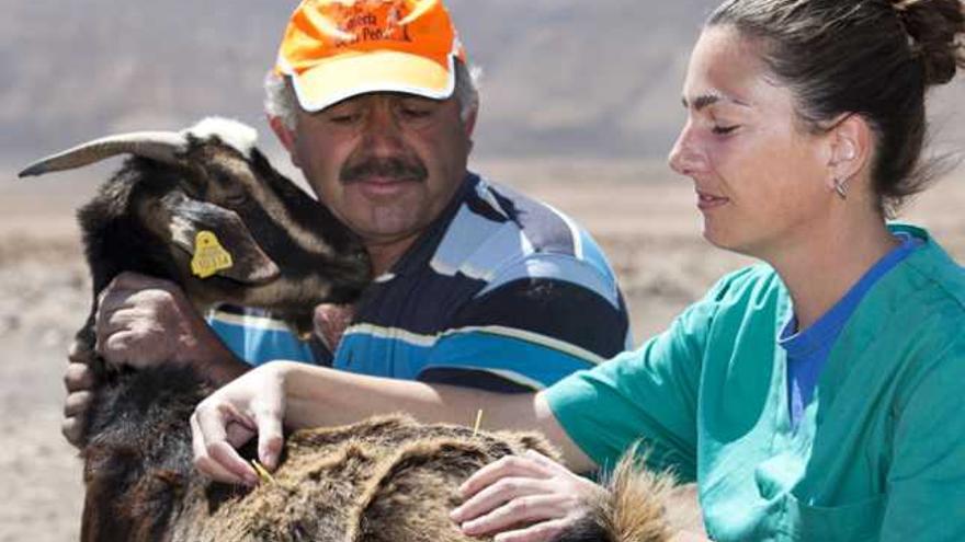 La veterinaria Izmene de Santiago, ayudada por Domingo de León, usa agujas para sanar a una cabra majorera. | fuselli