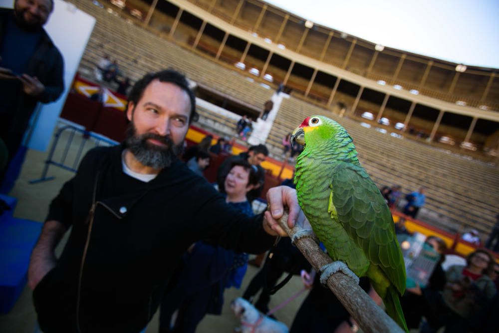 Bendición de los animales por el día de San Antón