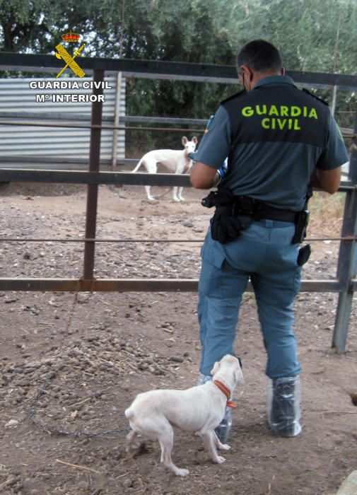 La Guardia Civil desmantela un núcleo zoológico clandestino con 572 animales en Lorca