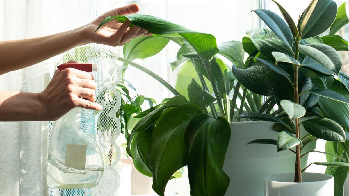 La guía definitiva: Cómo regar las plantas en vacaciones y mantenerlas vivas sin esfuerzo