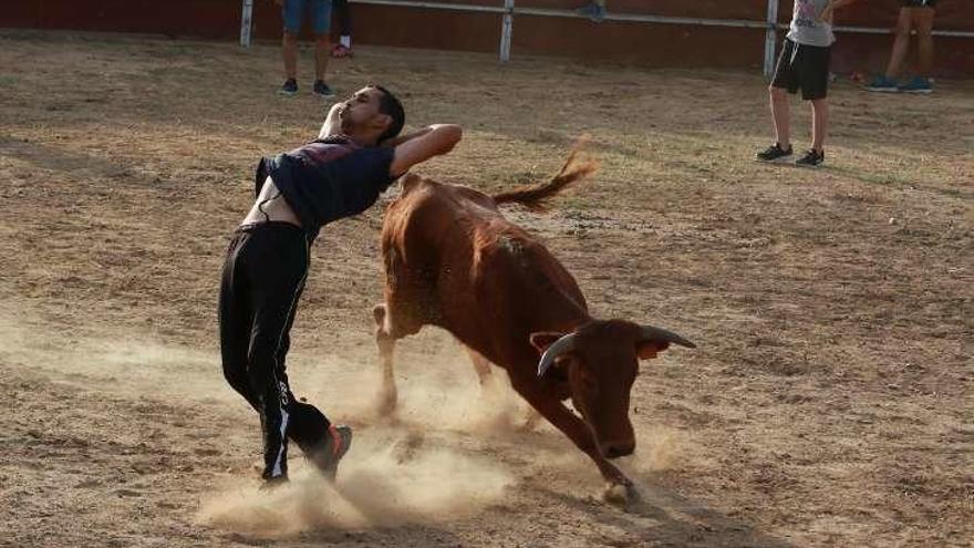 Un joven recorta a una vaquilla.