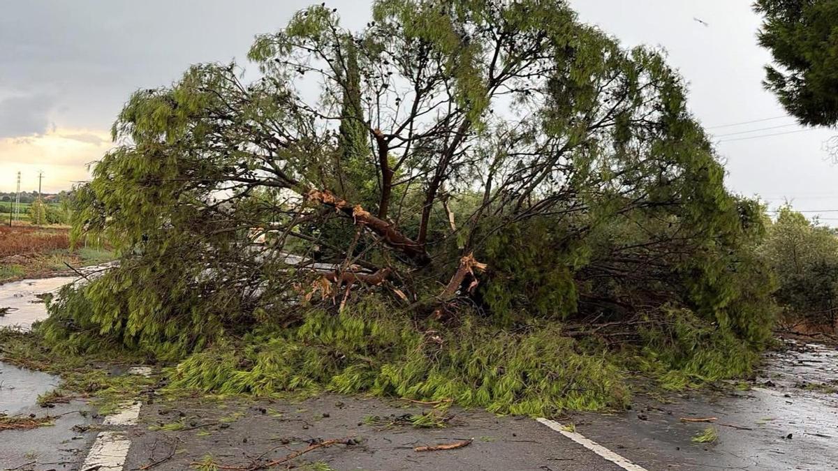 Un árbol arrancado de cuajo por el viento ha cortado la carretera N-240.