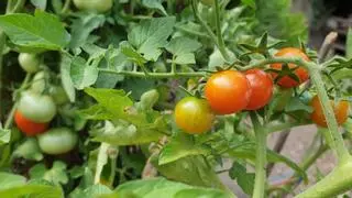 Si quieres una cosecha de tomates mejor, poda así tus tomateras