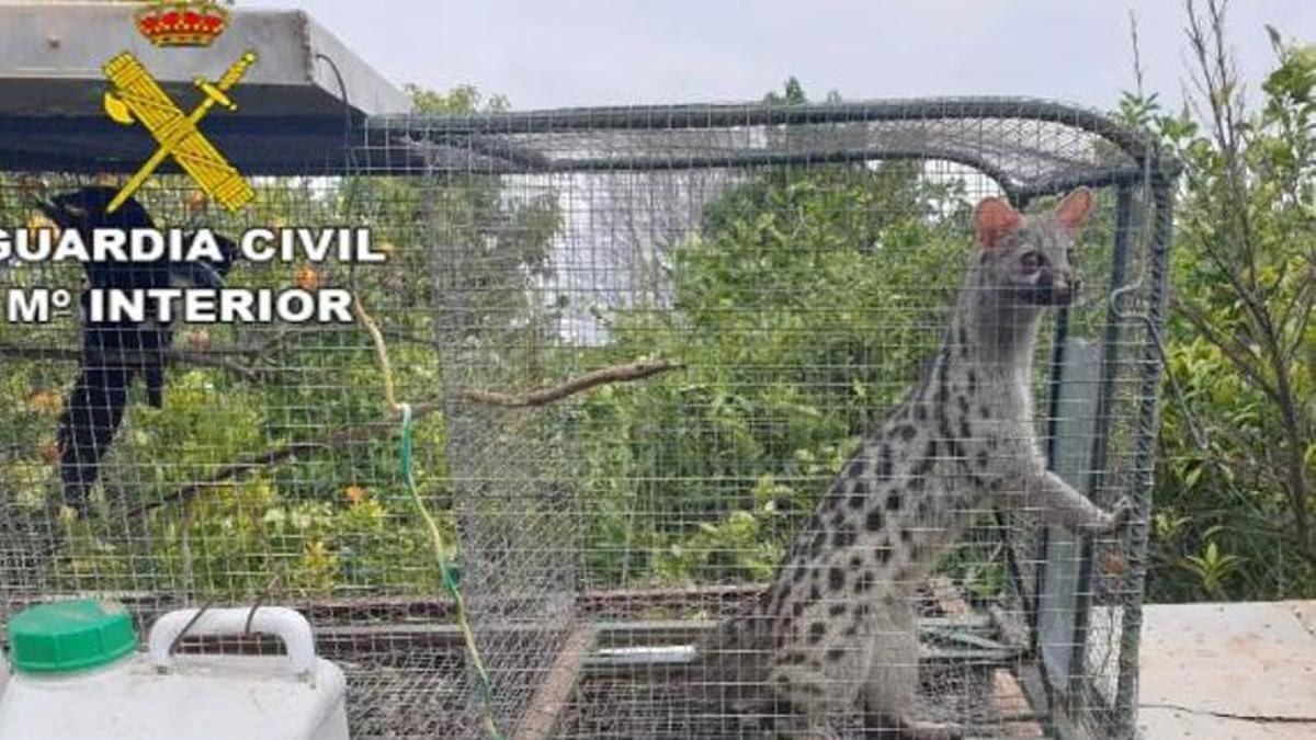 Una geneta en una gàbia, durant un operatiu del Seprona