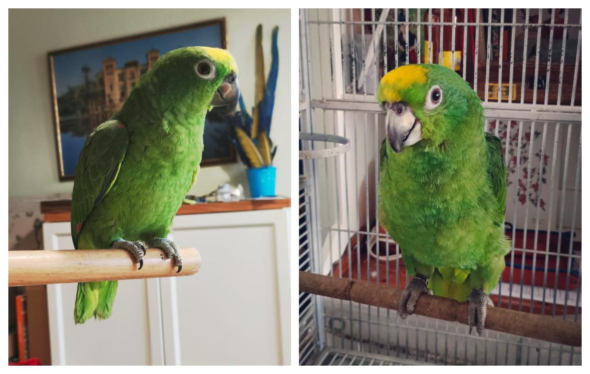 Frida, en dos imágenes facilitadas por sus propietarios.