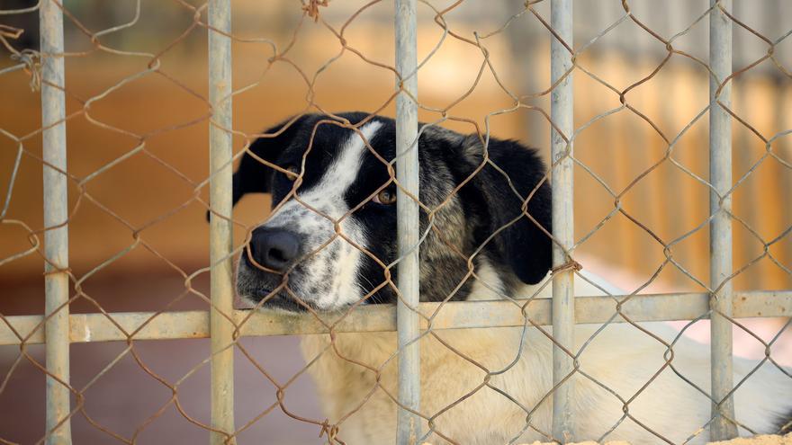 La Protectora de Málaga, saturada por el aumento de abandono de animales