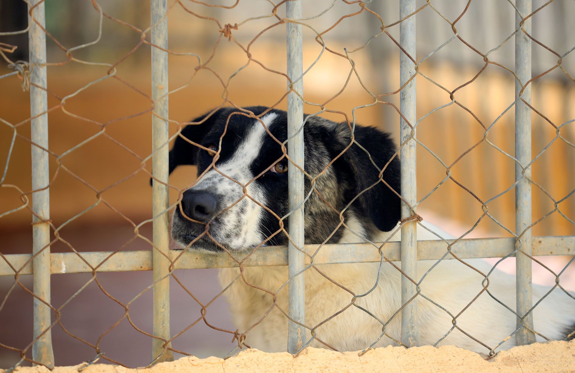 Estado de la Protectora de Animales de Málaga en julio de 2022