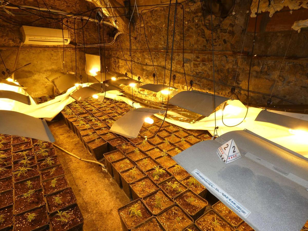 Desmantelada una plantación de marihuana con casi mil plantas en una vivienda de Vilanova de la Muga