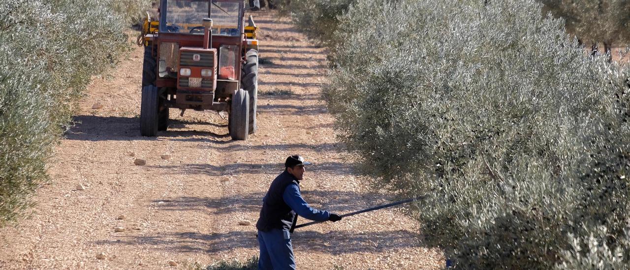 Un agricultor en una plantación de olivos de la provincia.