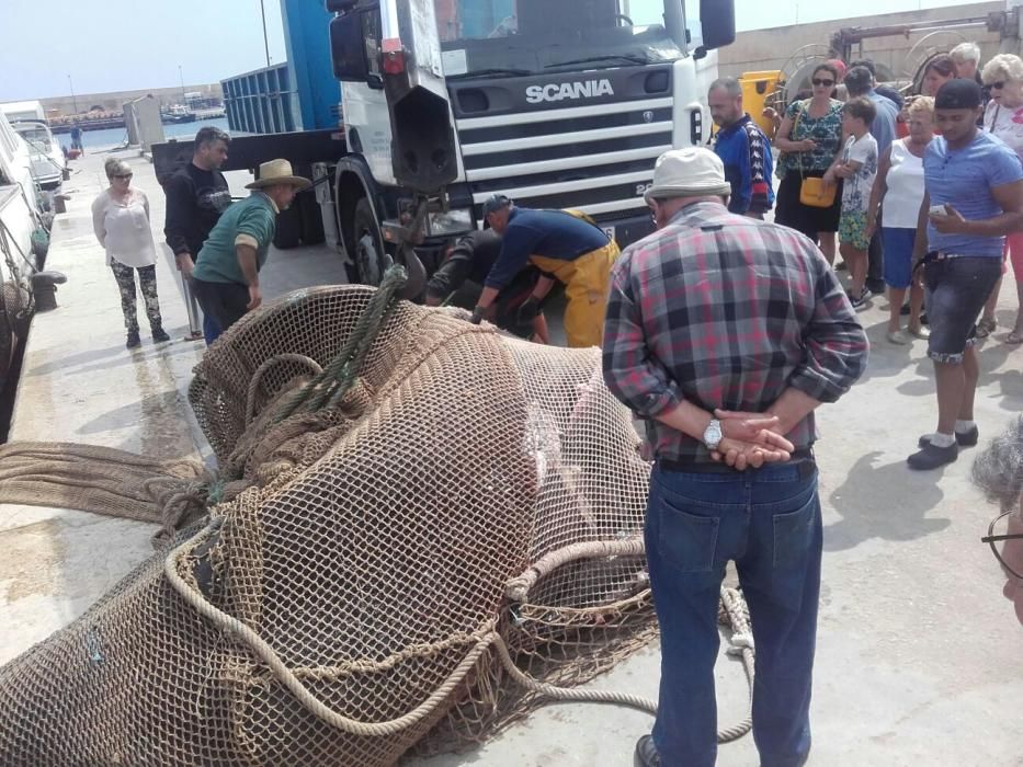 El pesquero descarga al tiburón de 8 metros en el puerto de Calp.