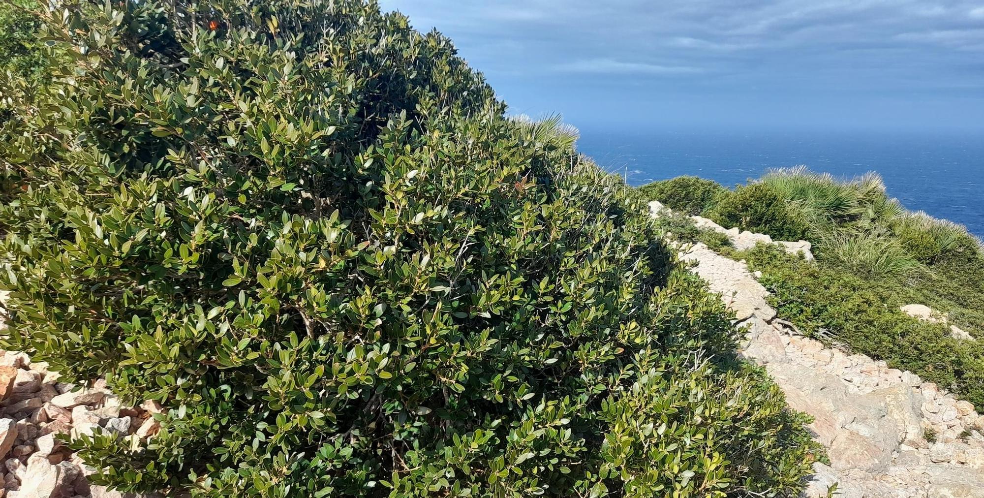 Buxus balearica (Boix).jpg