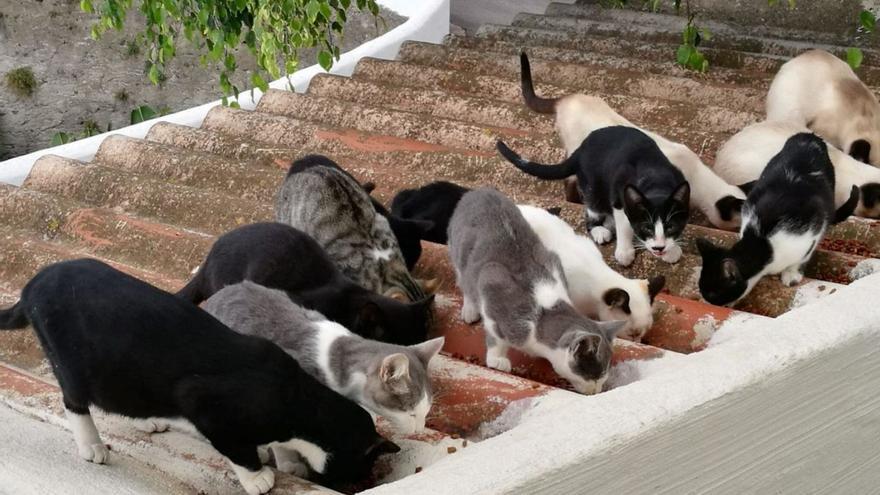 Blindaje de ultimísima hora a los gatos salvajes en Canarias