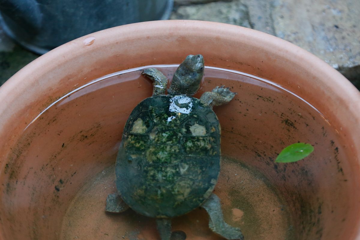 Los patios de Navidad derrochan brillo e ilusión en su día de apertura