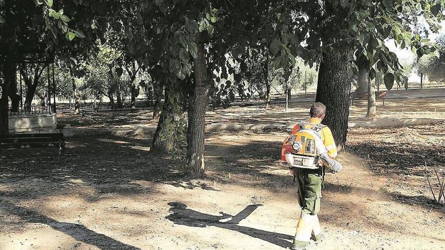 El nuevo Plan de Arbolado Urbano de Montilla impulsará mejoras en zonas verdes