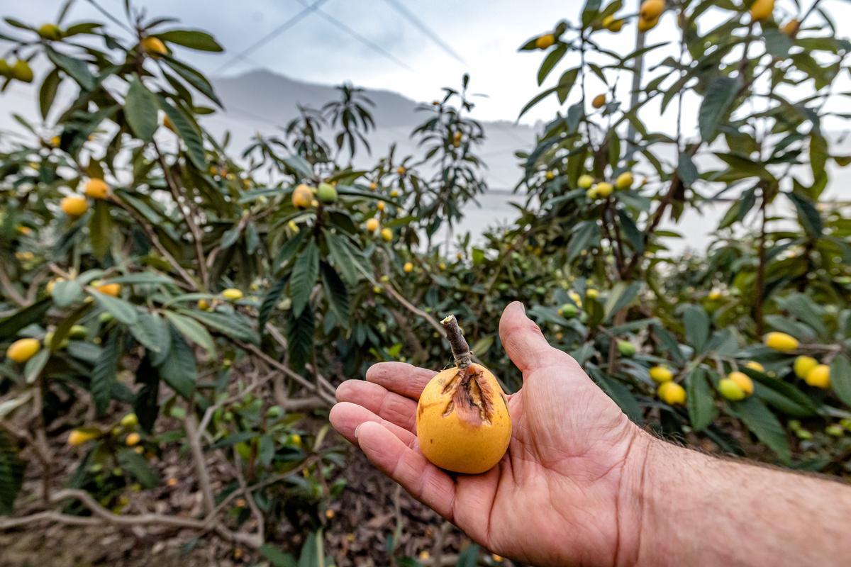 La lluvia echa a perder entre el 20 y el 25% de la cosecha de nísperos y los agricultores no cobrarán el seguro.