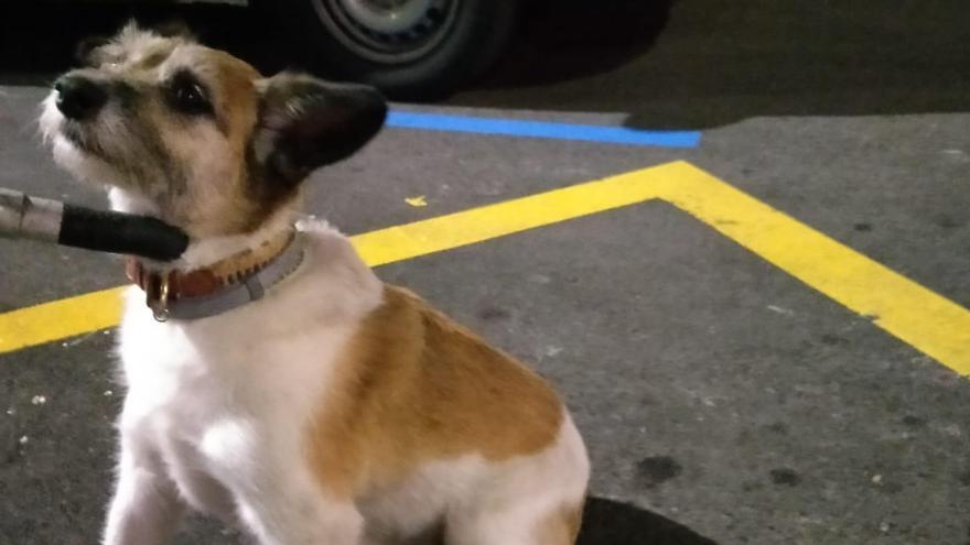 Los serenos de Gijón encuentran un perro perdido