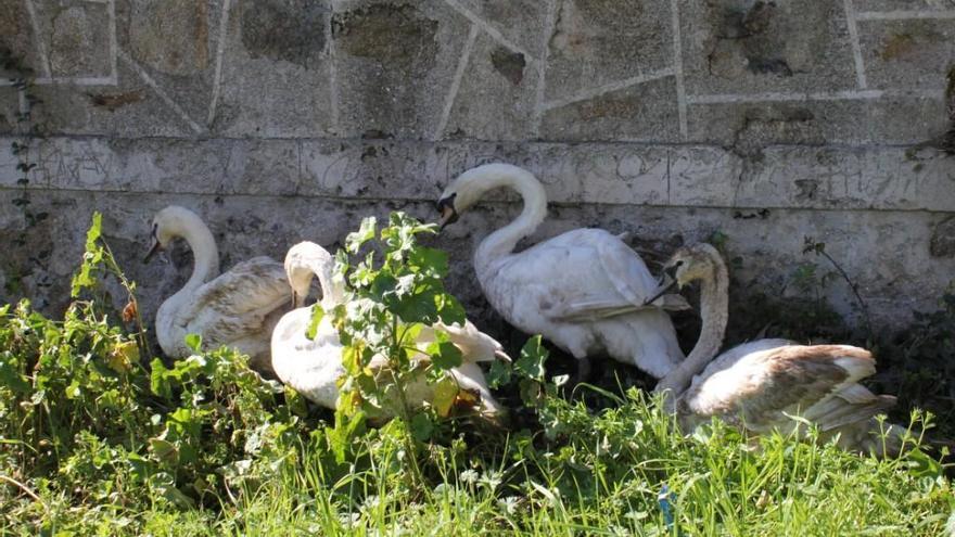 Repueblan con cisnes el puente Chico del río Pontones de Arroyo de la Luz