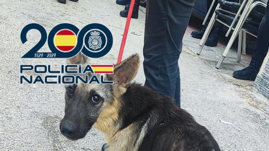 Trece detenidos en Orihuela con dos plantaciones de marihuana, armas y cinco perros desnutridos