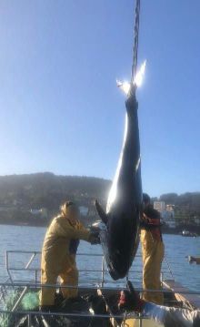 Animales XL en las rías: del atún rojo de 300 kg a un 'ejército' de 150 delfines