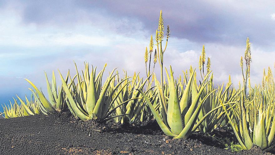 Luis Trullenque: «Combinamos alta tecnología con las propiedades del aloe vera»