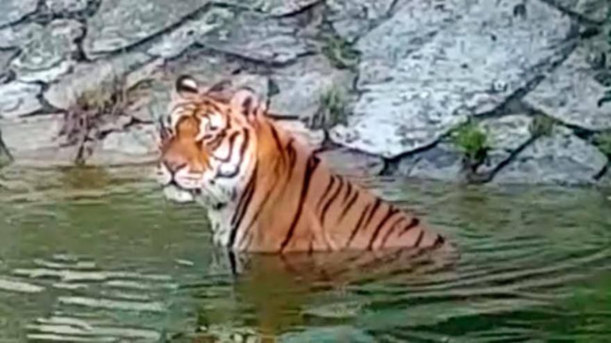 Así combate este tigre la ola de calor en Galicia