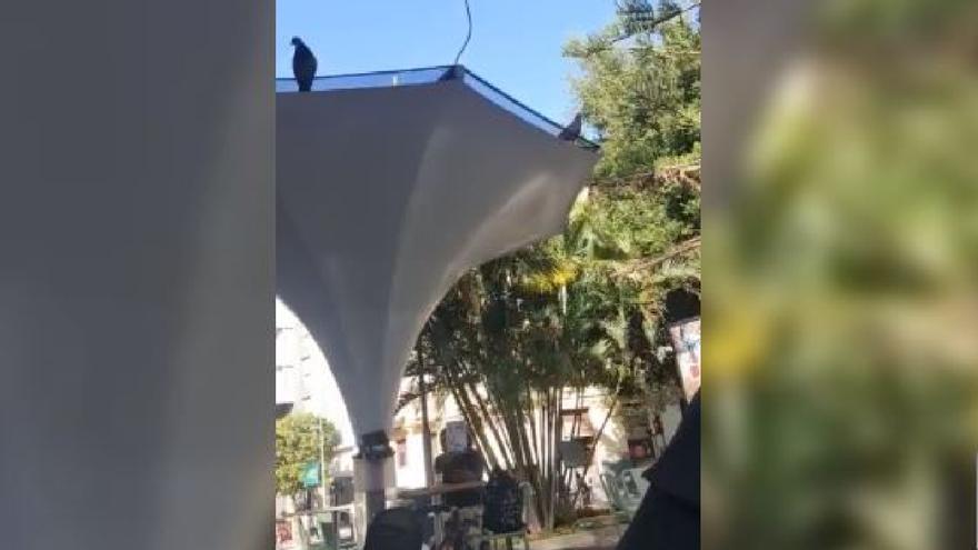 Insultos xenófobos en una cafetería del centro de Santa Cruz de Tenerife