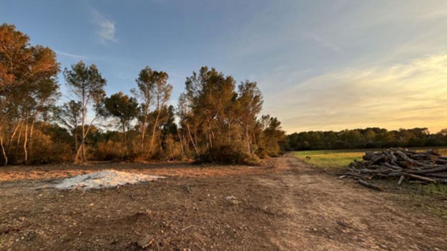 Alertan del impacto de una tala de pinos autorizada en una finca de Llucmajor