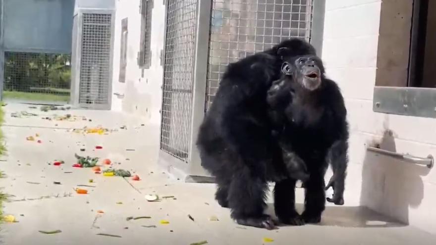 Vainilla, la chimpancé liberada tras haber estado 28 años en un laboratorio