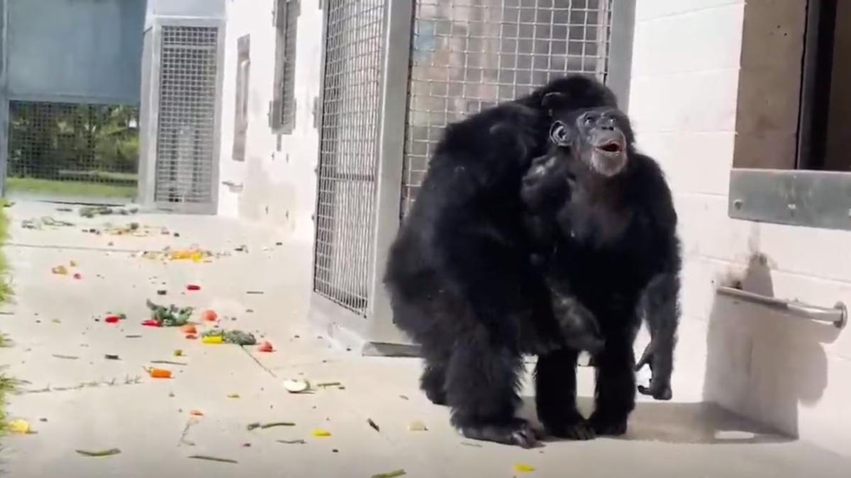 Vainilla, la chimpacé que vio el cielo por primera vez