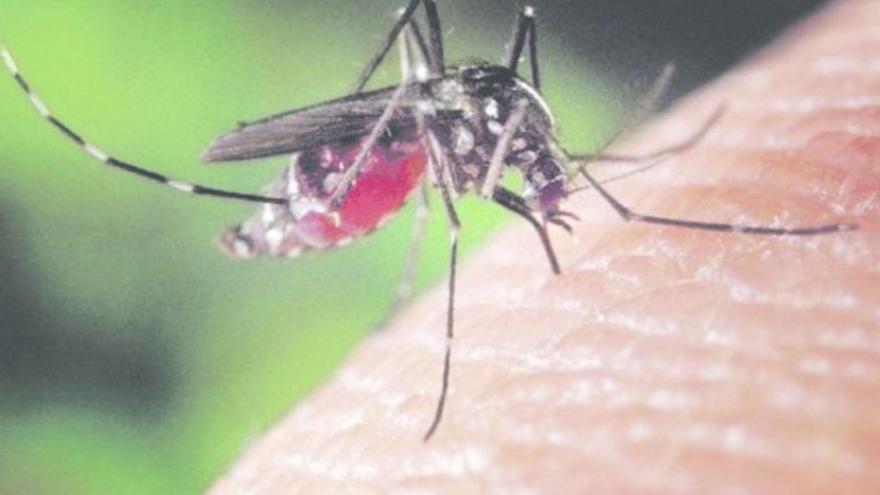 El Ayuntamiento no fumiga y solamente luchará contra el mosquito tigre con  trampas - La Opinión de Murcia