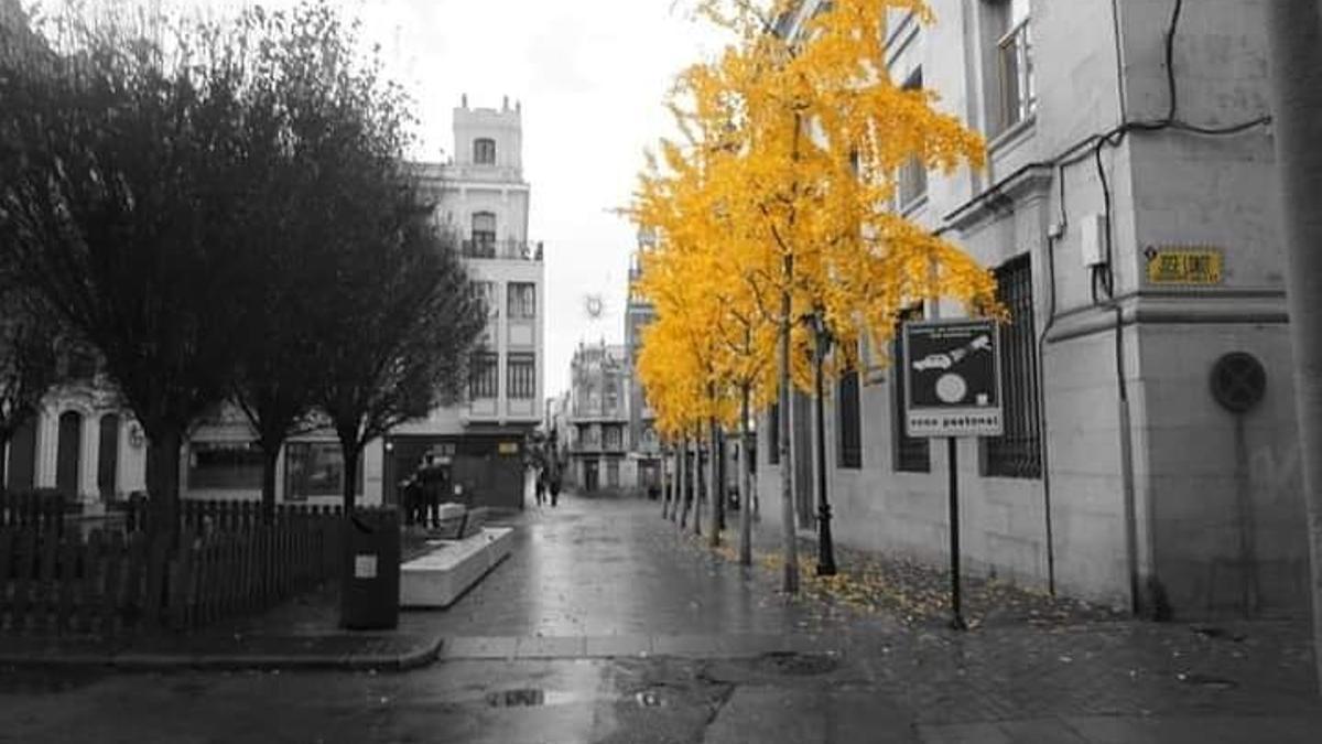 La plaza de la Soledad se pinta de amarillo en otoño.
