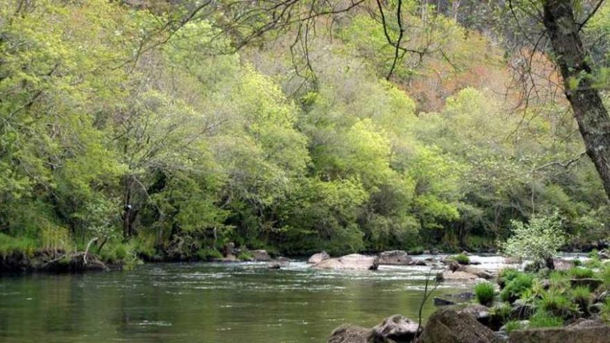 Un tramo del cauce del río Eume.