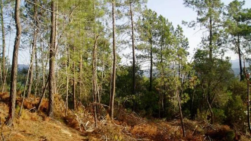 Boscos canviats a causa de la sequera