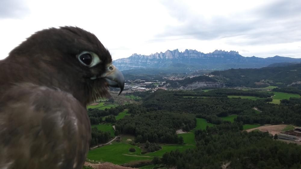 El vigilant. La falcona observa el paratge i les muntanyes de Montserrat des del Parc Ambiental de Bufalvent.