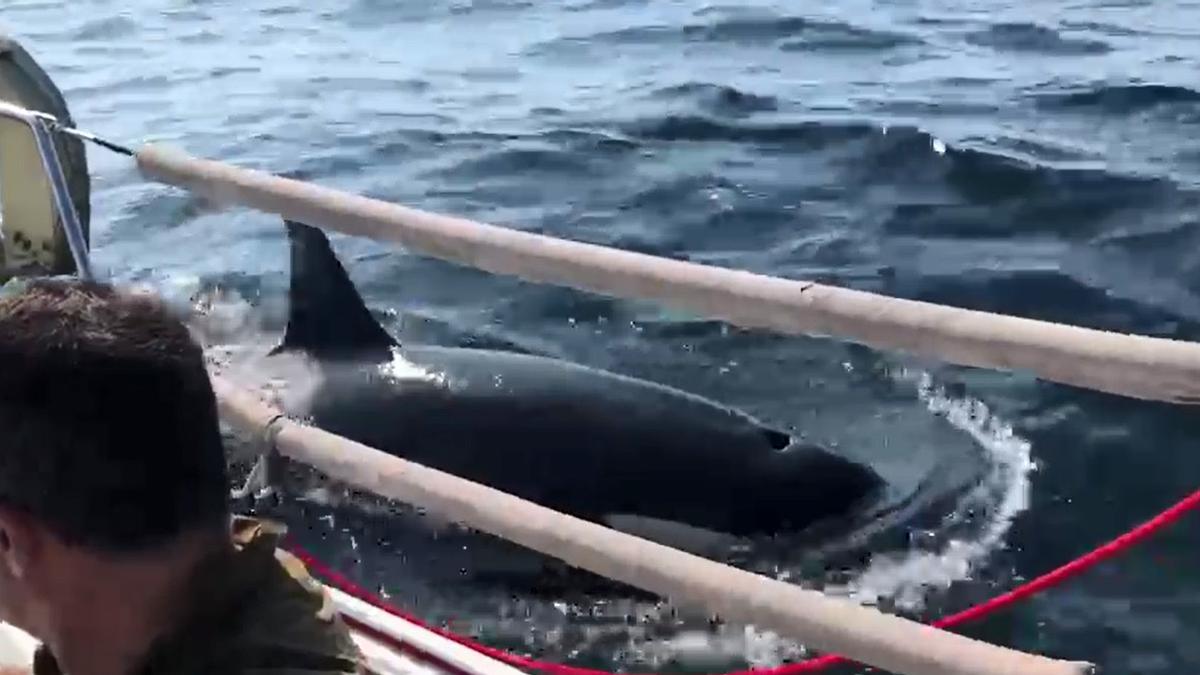 Las orcas cercan el velero