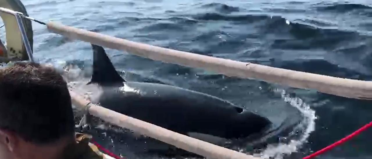 Tensión en un velero vigués: "Las orcas no pararon de atacarnos hasta romper el timón"