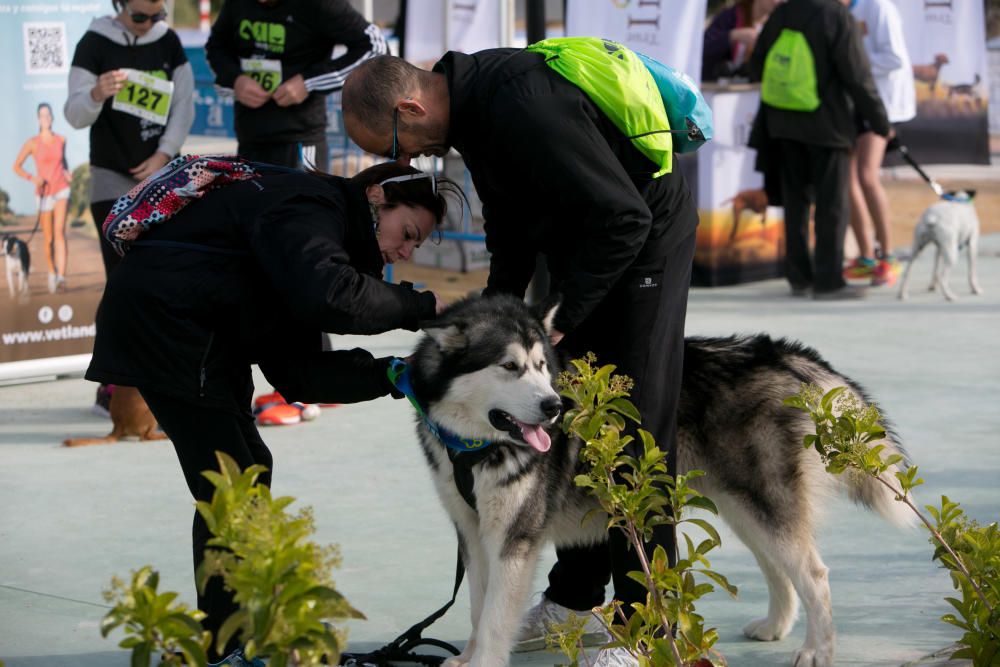 Can We Run: Gran carrera de perros para la concienciación animal