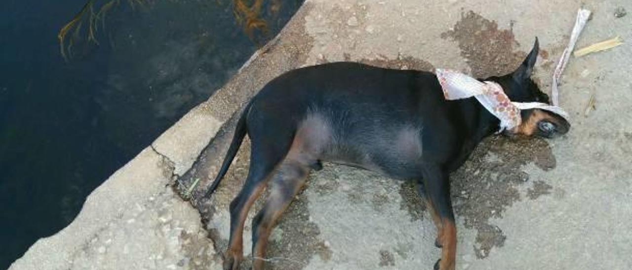 Un vecino de Benifairó ahoga a su perro porque estaba herido y ya no lo quería