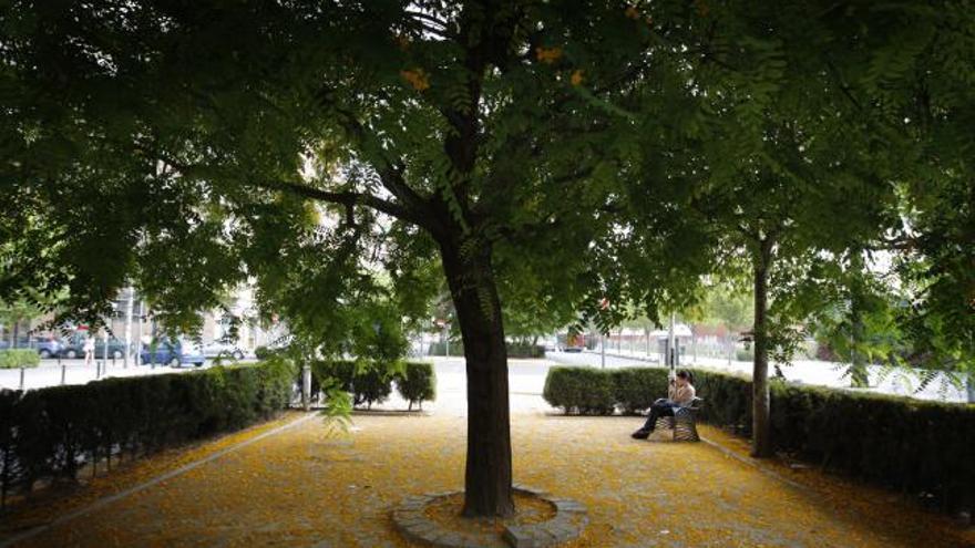 Un hombre descansa a la sombra en un parque.